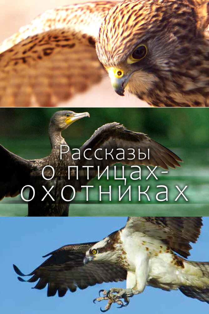 Рассказы о птицах-охотниках (2011) постер